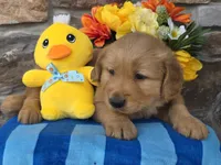 Zack, a male Golden Retriever for sale in New Haven, IN – Photo 4 of 4