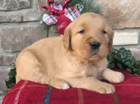 Rudolph, a male Golden Retriever for sale in New Haven, IN – Photo 1 of 4