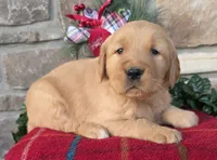 Rudolph, a male Golden Retriever for sale in New Haven, IN – Photo 3 of 4