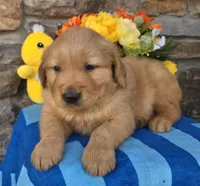 Zack, a male Golden Retriever for sale in New Haven, IN – Photo 1 of 4