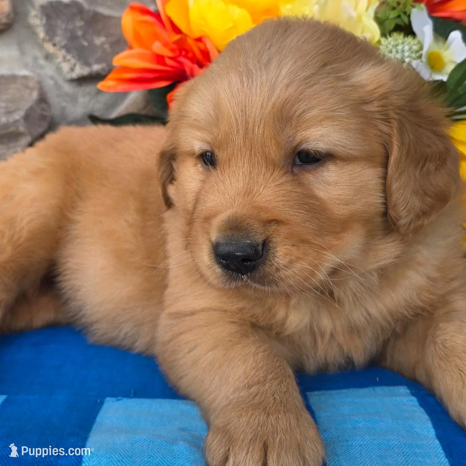 Zack, a male Golden Retriever for sale in New Haven, IN – Photo 3 of 4