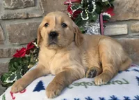 Ruby, a female Golden Retriever for sale in New Haven, IN – Photo 1 of 4