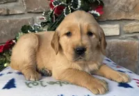 Ruby, a female Golden Retriever for sale in New Haven, IN – Photo 4 of 4