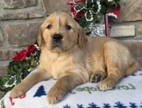 Ruby, a female Golden Retriever for sale in New Haven, IN – Photo 2 of 4