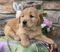 Rose , a female Golden Retriever for sale in New Haven, IN – Photo 2 of 4