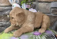 Rose , a female Golden Retriever for sale in New Haven, IN – Photo 4 of 4