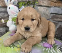 Rose , a female Golden Retriever for sale in New Haven, IN – Photo 3 of 4