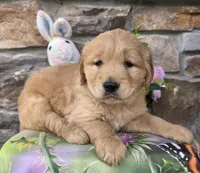 Rose , a female Golden Retriever for sale in New Haven, IN – Photo 1 of 4