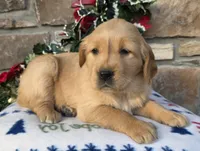 Ruby, a female Golden Retriever for sale in New Haven, IN – Photo 3 of 4