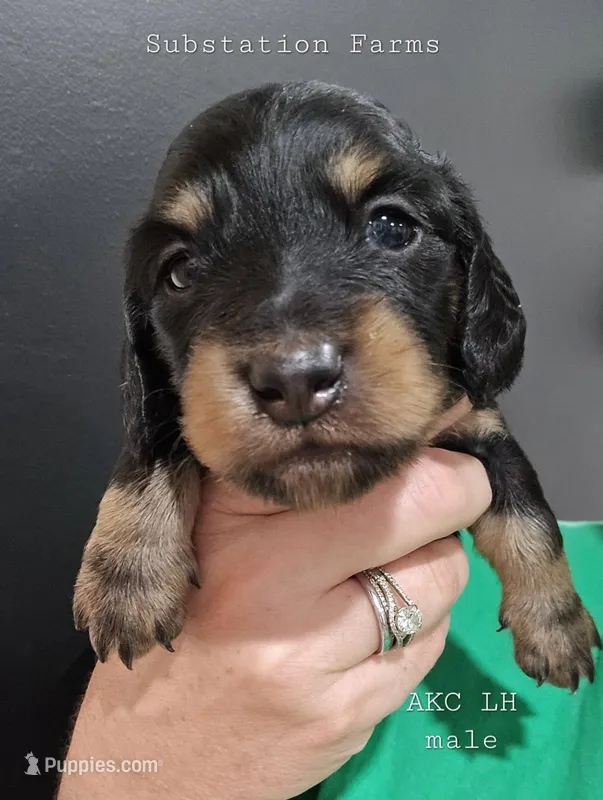 Black & tan male – Miniature Dachshund puppy for sale in Jacksonville, IL