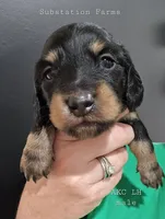 Black & tan male, a male Miniature Dachshund for sale in Jacksonville, IL – 1 of 4