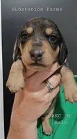 Dapple male, a male Miniature Dachshund for sale in Jacksonville, IL – 1 of 4