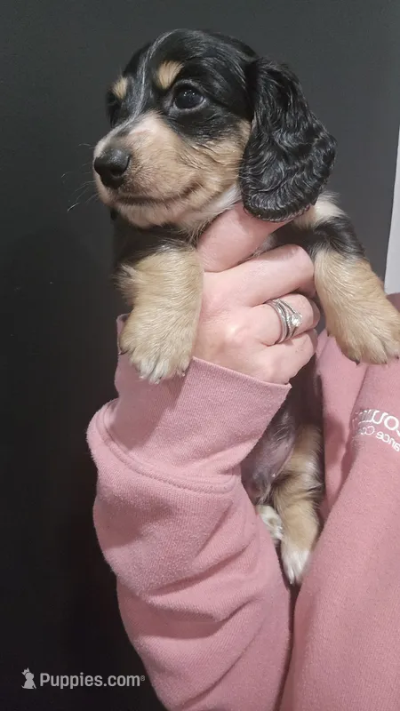 Black & Cream male – Miniature Dachshund puppy for sale in Jacksonville, IL