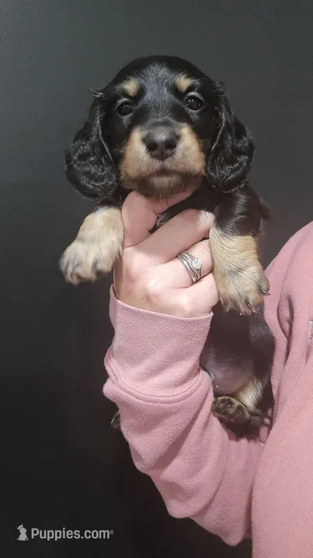 Black & tan male – Miniature Dachshund puppy for sale in Jacksonville, IL