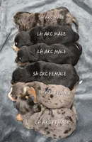 Dapple male, a male Miniature Dachshund for sale in Jacksonville, IL – 3 of 4