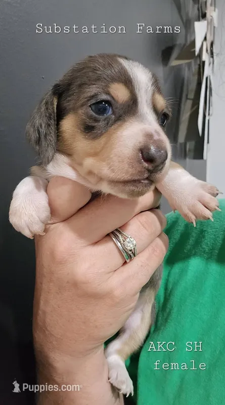 Dapple female – Miniature Dachshund puppy on hold in Jacksonville, IL