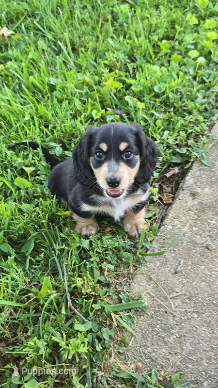 Black & Cream male – Miniature Dachshund puppy for sale in Jacksonville, IL