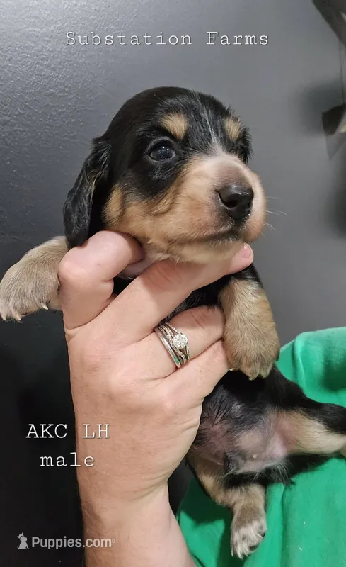 Black & Cream male – Miniature Dachshund puppy for sale in Jacksonville, IL