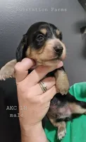 Black & Cream male, a male Miniature Dachshund for sale in Jacksonville, IL – 1 of 4