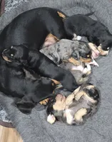 Dapple female, a female Miniature Dachshund for sale in Jacksonville, IL – 4 of 4