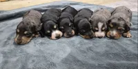Black & tan male, a male Miniature Dachshund for sale in Jacksonville, IL – 2 of 4
