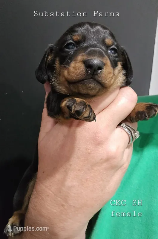 Black & Tan female – Miniature Dachshund puppy for sale in Jacksonville, IL
