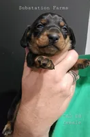 Black & Tan female, a female Miniature Dachshund for sale in Jacksonville, IL – 1 of 3