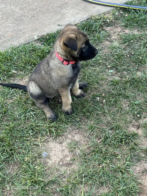 Pink Collar – Belgian Malinois puppy for sale in Lincolnton, NC