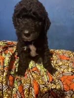 Boots, a male Bernedoodle and Saint Berdoodle for sale in Tarboro, NC – Photo 1 of 2