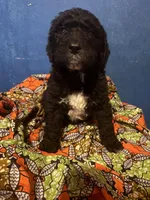 Boots, a male Bernedoodle and Saint Berdoodle for sale in Tarboro, NC – Photo 2 of 2