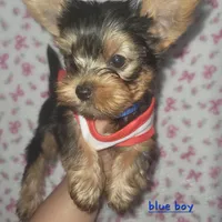 Blue AKC , a male Yorkshire Terrier for sale in Gilbert, AZ – Photo 1 of 2