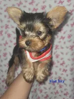 Blue AKC , a male Yorkshire Terrier for sale in Gilbert, AZ – Photo 1 of 2