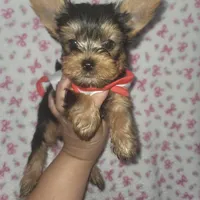 Blue AKC , a male Yorkshire Terrier for sale in Gilbert, AZ – Photo 2 of 2