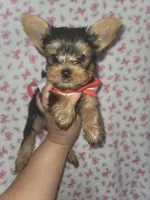 Blue AKC , a male Yorkshire Terrier for sale in Gilbert, AZ – Photo 2 of 2