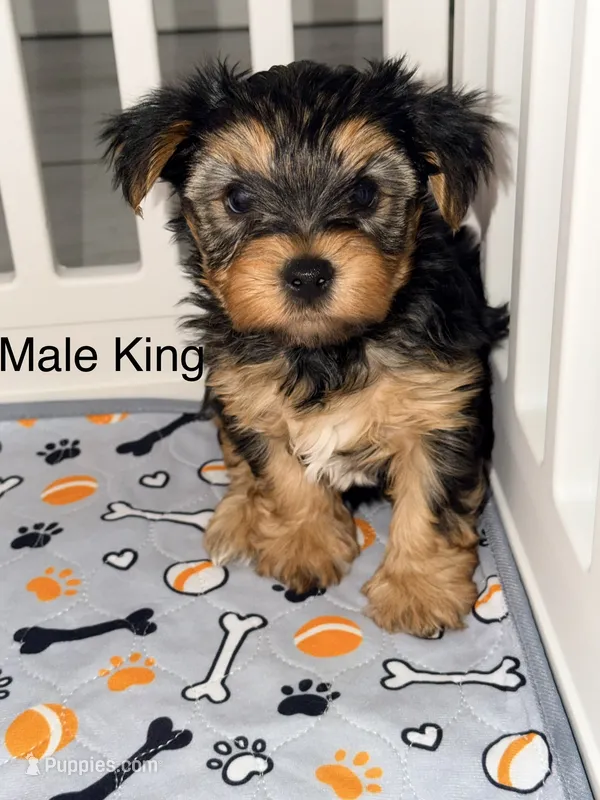 King – Yorkshire Terrier puppy for sale in Gilbert, AZ