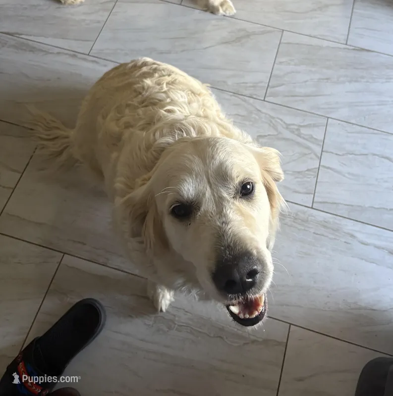 Nezzy – English Cream Golden Retriever puppy for sale in Gilbert, AZ