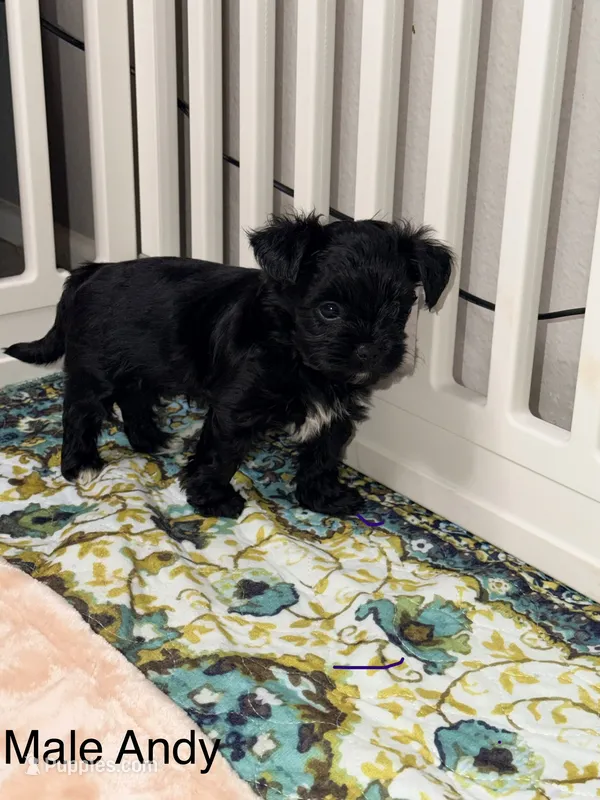 Andy – Yorkshire Terrier puppy for sale in Gilbert, AZ