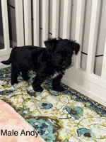 Andy, a male Yorkshire Terrier for sale in Gilbert, AZ – 1 of 1
