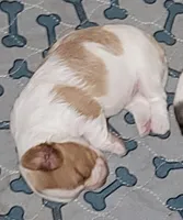 Elsa, a female Yorkshire Terrier for sale in Gilbert, AZ – Photo 1 of 3