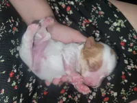 Elsa, a female Yorkshire Terrier for sale in Gilbert, AZ – Photo 3 of 3