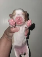 Elsa, a female Yorkshire Terrier for sale in Gilbert, AZ – Photo 2 of 3