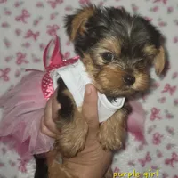 Purple, a female Yorkshire Terrier for sale in Gilbert, AZ – Photo 1 of 3