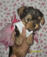 Purple, a female Yorkshire Terrier for sale in Gilbert, AZ – Photo 1 of 3
