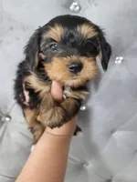 Purple, a female Yorkipoo and Yorkshire Terrier for sale in Gilbert, AZ – Photo 2 of 2