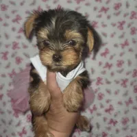 Purple, a female Yorkshire Terrier for sale in Gilbert, AZ – Photo 3 of 3