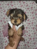 Purple, a female Yorkshire Terrier for sale in Gilbert, AZ – Photo 3 of 3