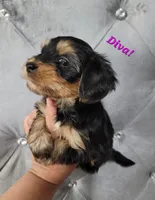 Purple, a female Yorkipoo and Yorkshire Terrier for sale in Gilbert, AZ – Photo 1 of 2