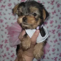 Purple, a female Yorkshire Terrier for sale in Gilbert, AZ – Photo 2 of 3