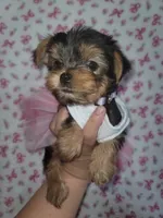 Purple, a female Yorkshire Terrier for sale in Gilbert, AZ – Photo 2 of 3