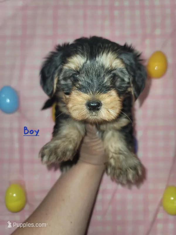 Leo, a male Yorkipoo and Yorkshire Terrier for sale in Gilbert, AZ – Photo 1 of 2